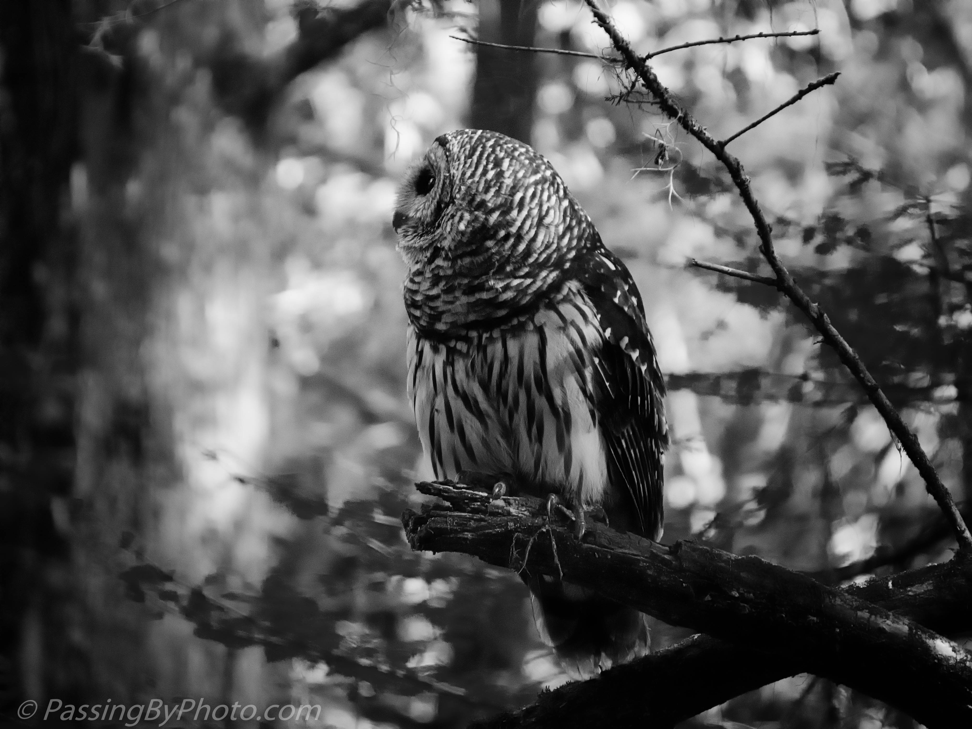 Barred Owl Black And White Passing By Photo